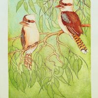 Joseph Austin - Kookaburras